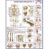 Mapa Do Corpo Humano Sistema Esqueleto