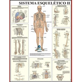 Mapa Do Corpo Humano Sistema Esqueleto