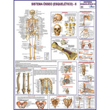 Mapa Do Corpo Humano Sistema Esqueleto