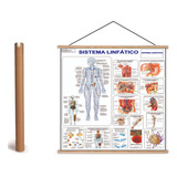 Mapa Do Corpo Humano Sistema Linfático