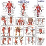 Mapa Do Corpo Humano Sistema Muscular