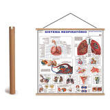 Mapa Do Corpo Humano Sistema Respiratório