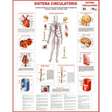 Mapa Do Sistema Circulatorio