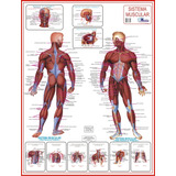Mapa Do Sistema Muscular