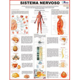 Mapa Do Sistema Nervoso Humano, De A Multimapas. Editora Multimapas Em Português