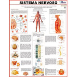Mapa Do Sistema Nervoso Humano, De A Multimapas. Editora Multimapas Em Português