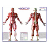 Mapa Gigante Da Acupuntura E As Rotas De Energia Livro Para Estudos De Medicina Anatomia Enfermagem E Fisioterapia Medindo 120x90cm Dobrado Equipe Multivendas
