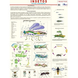 Mapa Gigante De Zoologia Sobre Os Insetos Invertebrados