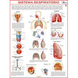 Mapa Gigante Do Sistema Respiratório Humano Livro Para Estudos De Medicina E Enfermagem Pneumologia Pulmões Bronquios Traquéia Laringe Fossas Nasais Tamanho 120x90cm Dobrado Equipe Multivendas