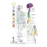 Mapa Meridianos Chakras Principais