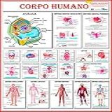 Mapa Multimapas Corpo Humano