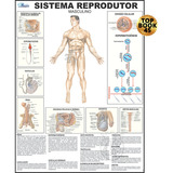Mapa Reprodutor Masculino Corpo Humano Medicina Sistema Anatomia Poster