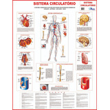 Mapa Sistema Circulatorio 