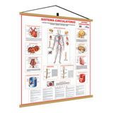 Mapa Sistema Circulatorio Corpo Humano Banner