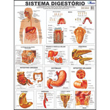 Mapa Sistema Digestorio 