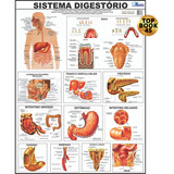 Mapa Sistema Digestório Digestivo Corpo Humano