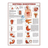 Mapa Sistema Digestório Do Corpo Humano