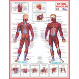 Mapa Sistema Muscular 