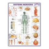 Mapa Sistema Nervoso Do Corpo Humano 120x90 Cm