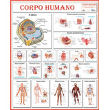 Mapa Sistemas Do Corpo Humano Medicina Odonto Enfermagem