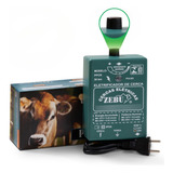 Zebu