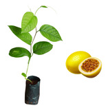 Suco