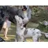 Maravilhosos Cães Da Raça Dogue Alemão