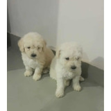 Maravilhosos Poodles Toy Branco