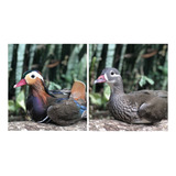 Marreco Mandarim Casal