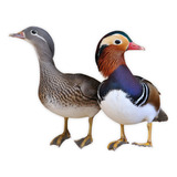 Marreco Mandarim Ornamental Casais