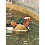 Marreco Mandarin