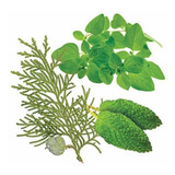 Massagem Relaxante Com Óleos Essenciais Doterra Aromatouch