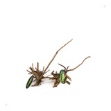 Maxxi Raiz Ornamental Pinho 30 40 Cm