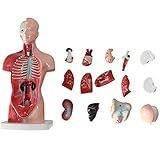 Meshin Modelo De órgãos Humanos