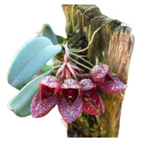 Micro Orquidea Bulbophyllum Frostii Exotica Colecionador