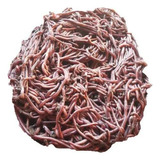 Ml