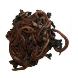 Minhocas Californiana 200 Un Para Sua Compostagems Organica