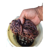 Minhocas Gigante Africana 100 Unidades