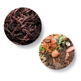 Minhocas Para Compostagem Violetas Do Himalaia