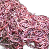 Minhocas Vivas Calif 25