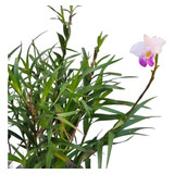 Mini Arundina orquidea