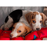 Mini Beagle Tricolor bicolor