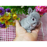 Mini Coelho Anao Mini Lion Mini Lop Teddy Dwerg