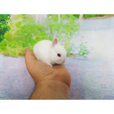 Lop