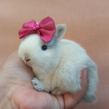 Mini Coelho Coelho Anão Netherland Dwarf O Menor Do Mundo
