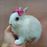 Mini Coelho Coelho Anão Netherland Dwarf O Menor Do Mundo