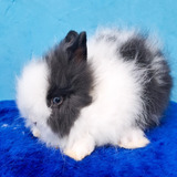Mini Coelho coelho Anão