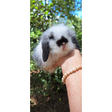 Mini Coelho Fuzzy Lop
