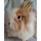 Mini Coelho Lion Head