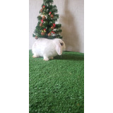 Mini Coelho Mini Lop